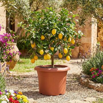 Vasotto Mediterraneo d 90 cm Terra di Siena - in Polipropilene - per Giardino, Terrazza, Balcone, Veranda