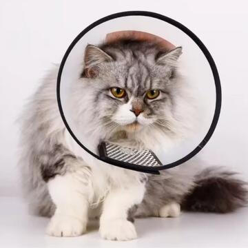 Cono Collare Elisabettiano in Plastica 62x31 cm per... - Marino Fa Mercato