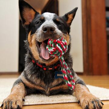 Gioco Palla Corda 5,5 cm - Giocattolo da Masticare - Tiro alla Fune, Lancio e Riporto - Igiene Orale - Colori Assortiti