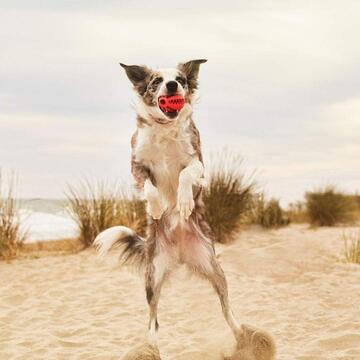 Pallina Puzzle per Cani 7 cm - Gioco da Masticare -... - Marino Fa Mercato